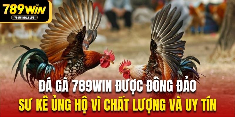 Đá gà 789Win được đông đảo sư kê ủng hộ vì chất lượng và uy tín Đá gà 789Win được đông đảo sư kê ủng hộ vì chất lượng và uy tín