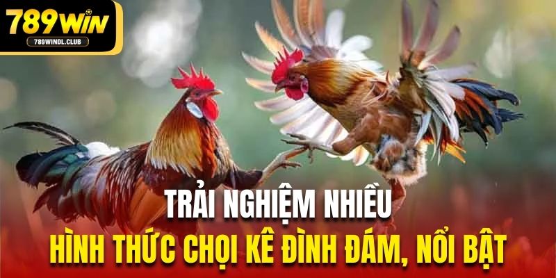 Trải nghiệm nhiều hình thức chọi kê đình đám, nổi bật Trải nghiệm nhiều hình thức chọi kê đình đám, nổi bật